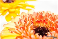 gerbera-02