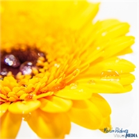 gerbera-03