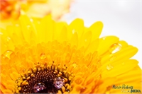 gerbera-04