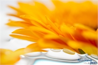 gerbera-06