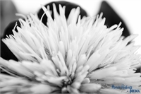 blume-1