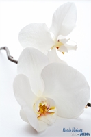 orchidee-1
