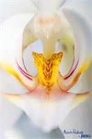 orchidee-makro